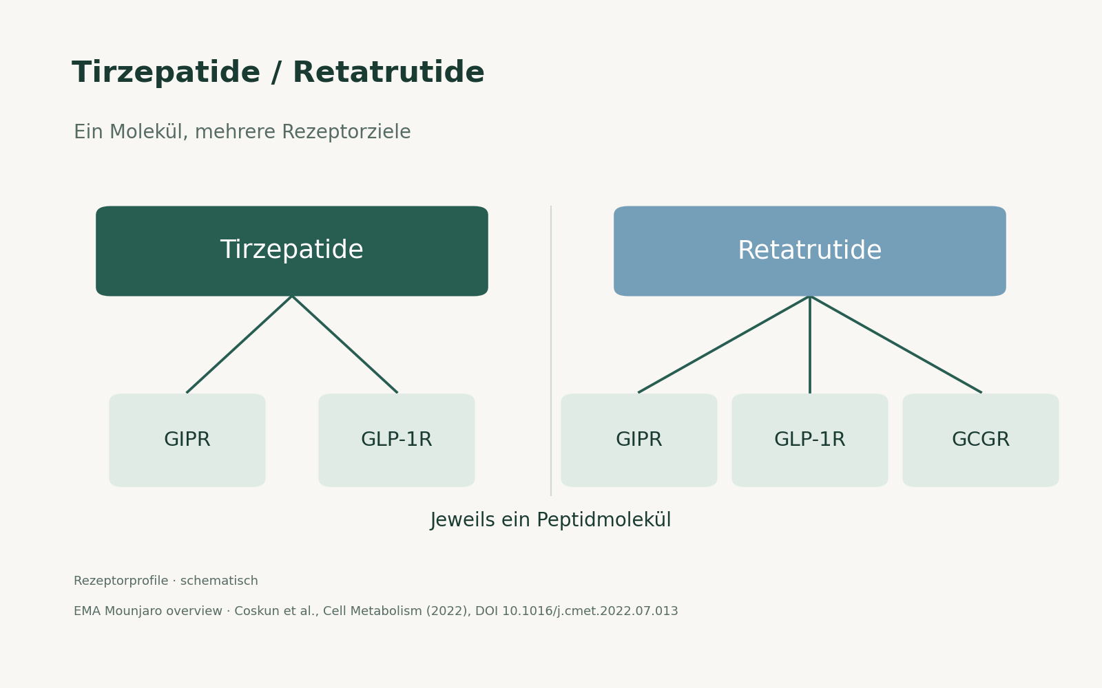 Rezeptorschema: Tirzepatide ist mit GIPR und GLP-1R verbunden, Retatrutide mit GIPR, GLP-1R und GCGR.